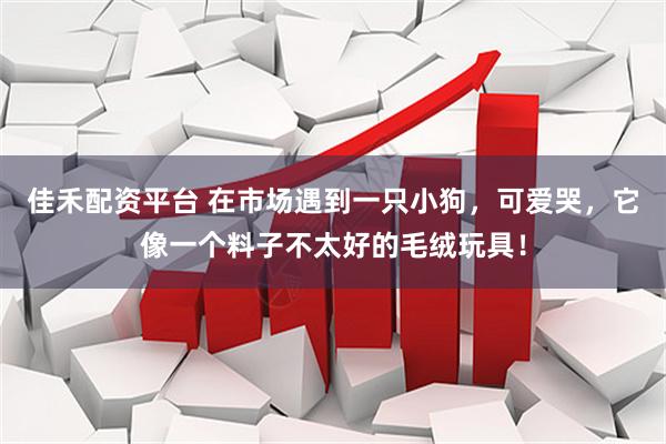 佳禾配资平台 在市场遇到一只小狗，可爱哭，它像一个料子不太好的毛绒玩具！
